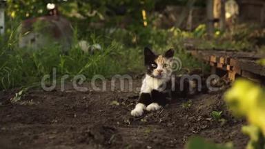 可爱的多色小猫躺在花园的地面上，在夕阳的灯光下。 毛茸茸的宠物舒适地安顿在大自然中。