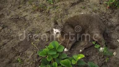 可爱的灰猫躺在花园的<strong>地面</strong>上，在夕阳的<strong>灯光</strong>下。 毛茸茸的宠物在大自然中洗澡