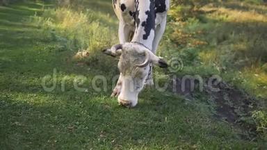 奶牛在阳光明媚的爱的日子里<strong>吃</strong>草。 农场牛<strong>吃</strong>草。 靠近荷斯坦牛<strong>吃</strong>草。 农场牛<strong>吃</strong>草。
