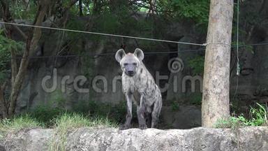 野生鬣狗。