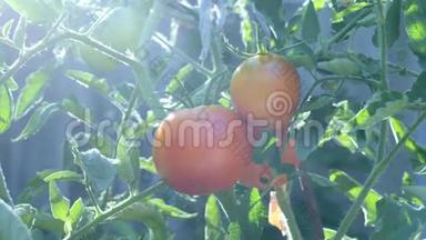 花园葡萄藤上的鲜红色番茄