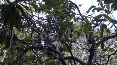 4K，狐猴坐在动物园的树枝上