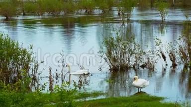 美丽的湖岸有一双白色的静音天鹅，天鹅，游泳和美容。