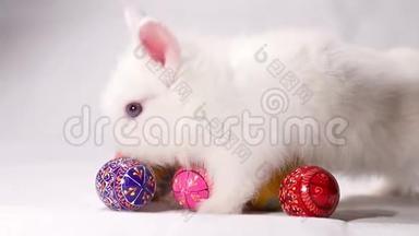 可爱的复活节兔子和装饰鸡蛋在白色背景。 <strong>小白兔</strong>。