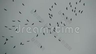 从下面的一群鹳在灰色多云的天空中飞翔。 飞翔的鸟儿的剪影作为自由和