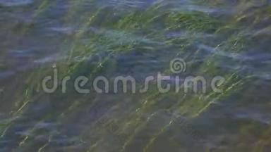绿色的海草在水中的波浪中摇摆