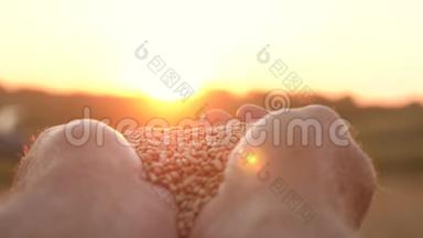 农夫的双手捧着一粒<strong>麦子</strong>在手掌上，在田野上美丽的夕阳下。 商人评价