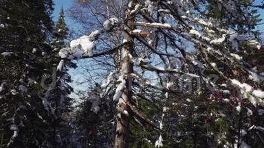 冬天白雪覆盖的光秃秃的树