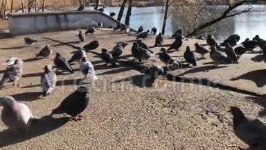 一群鸽子在公园里散步。 漂亮的鸽子特写.. 城里的灰鸽子。 鸽子站在旁边