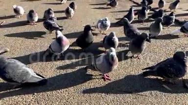 一群<strong>鸽子</strong>在公园里散步。 漂亮的<strong>鸽子</strong>特写.. 城里的灰<strong>鸽子</strong>。