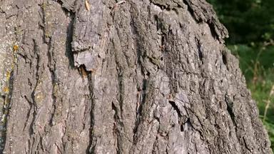 一群蚂蚁在树皮上<strong>走来走</strong>去。 树上的蚂蚁路径