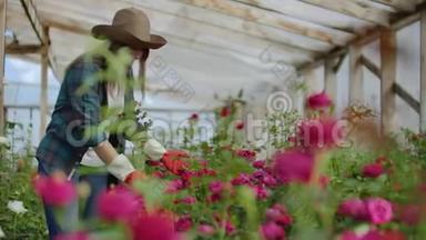 一位女园丁正走在戴着手套的温室里，看着和控制为她的小生意种植的玫瑰。 花卉师