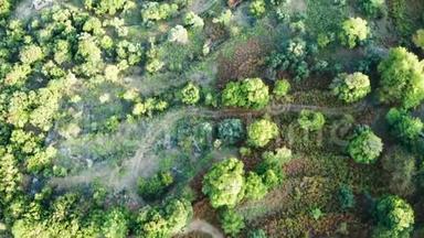无人驾驶飞机飞越绿色森林的俯视镜头