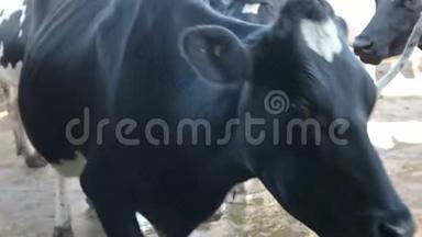 在维多利亚的一家奶牛场，奶牛的脸被极度靠近