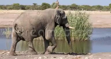 雄伟的非洲大象<strong>正向</strong>水坑移动