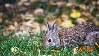 雪鞋兔-美洲豹-或各种野兔在秋天吃青草，地上有叶子。