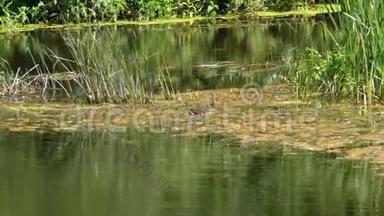 灰鸭在河里的水厂里游泳。 夏日阳光明媚。