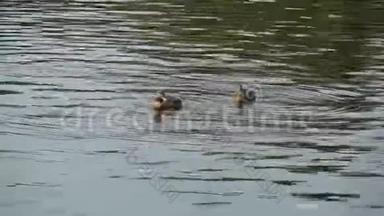 城市公园池塘里的水上鸭子。 鸭子在城市公园的池塘里游泳