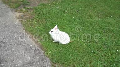 黑眼睛的<strong>白兔</strong>静静地坐在绿色的草坪上