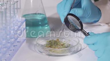 一位现代生物技术实验室的科学家进行了一项植物实验。 检查种子和芽