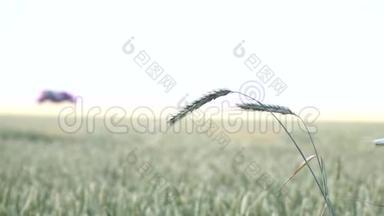 在背景上用自动推进喷雾机将小麦穗收起来