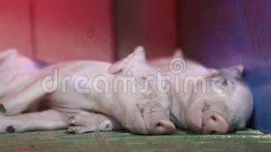 小猪睡在温暖它们的红外线灯下