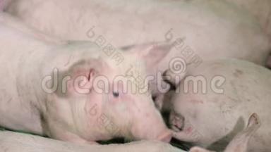 猪在休息，躺在谷仓里。 一头猪睁着眼睛，看着。 肉类生产