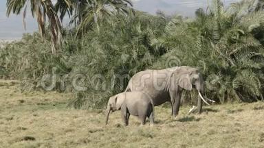 在安博塞利国家公园，一头成年大<strong>象</strong>和一头小牛在吃草