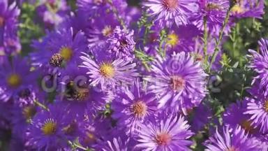 自然界的紫色花朵