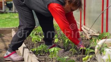 女农民在温室里种树苗
