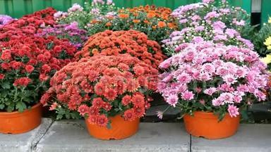 许多多种颜色的新鲜生机勃勃的花在花盆里，成排陈列在一家花店旁边出售。