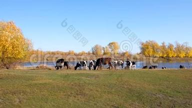 许多奶牛走在河边美丽的秋天风景的背景上。