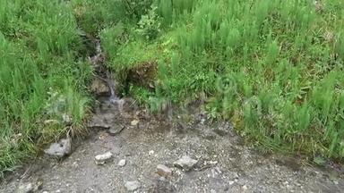 高山流生长的马尾藻植物