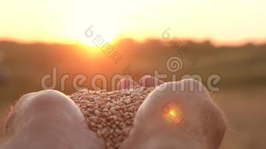 农夫的双手捧着一粒麦子在手掌上，在田野上美丽的夕阳下。 商人评价