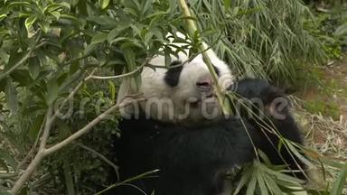一只<strong>熊猫吃竹子</strong>时抓着<strong>竹子</strong>