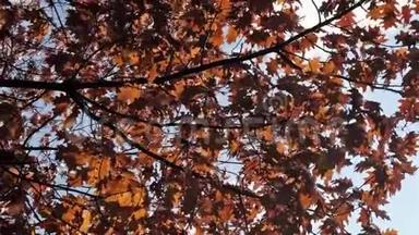 剪影的叶子绕回来。 金秋红叶镜头.. 秋天的叶子在风中飘扬。 移动的叶子绕着回来。