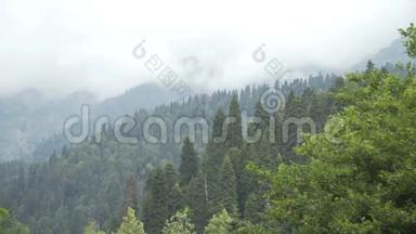 云雾天的松林和山谷。户外绿色自然景观山野