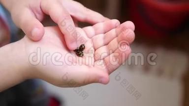 手心里的一个孩子，手里拿着瓢虫.. 4K型昆虫