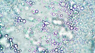 显微镜下乳制品乳酸杆菌的显微背景