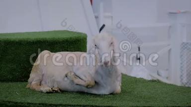 在农业动物展览会上，白色山羊躺在人造草坪上