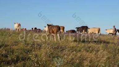 <strong>奶牛</strong>在牧场上放牧. 奶业的概念。 农业有机牛<strong>养殖</strong>的概念。 美丽的高山