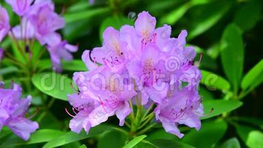 <strong>淡粉</strong>色的<strong>淡</strong>紫色杜鹃花，在微风中轻轻摇曳。