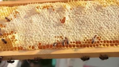蜜蜂在蜂巢上爬行。 充满蜂蜜的蜂巢