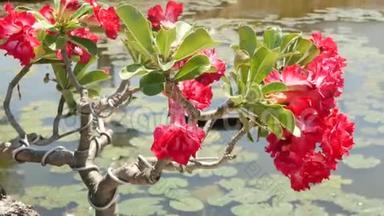 池塘边盛开的盆景树。 美丽的小盆景树，红花在平静的池塘边生长，有百合花