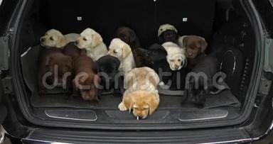 黄色，棕色和黑色拉布拉多猎犬，汽<strong>车后备箱</strong>里的小狗，法国诺曼底，慢动作