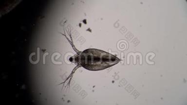 一只透明的小甲壳动物水蚤漂浮在水中