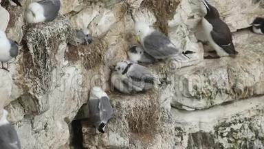 在英国，一群筑巢的基迪威克、里萨·特里达基拉、成年人和小鸡坐在巢上，悬崖上的悬崖上。