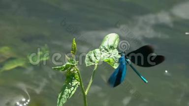蜻蜓美丽的蓑羽/伞翼虫/在水流上慢动作特写