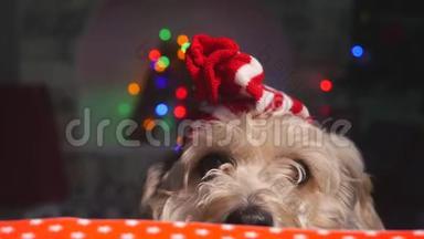 可爱的小狗，戴着小圣诞帽，站在桌子后面向前看