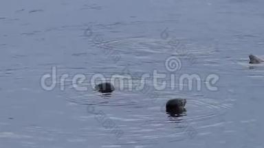 在水面上的几个海豹